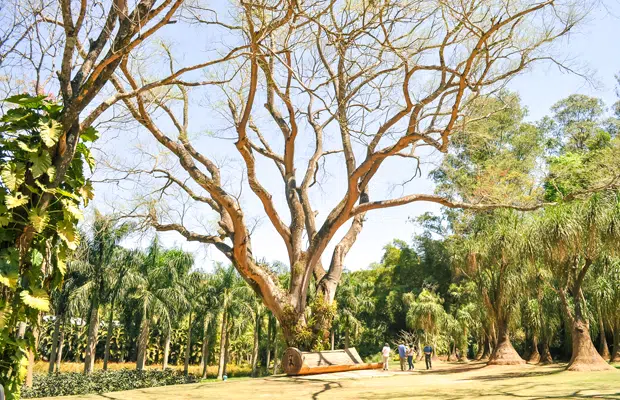 Instituto Inhotim