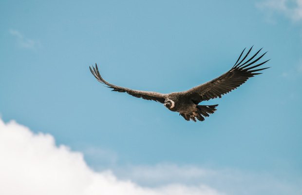 Cânion do Colca e o majestoso voo do condor: imperdíveis em Arequipa
