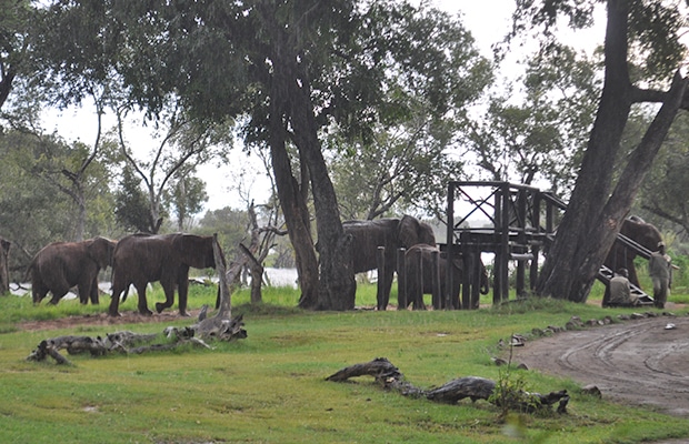 Como é o safári com elefantes na Zâmbia