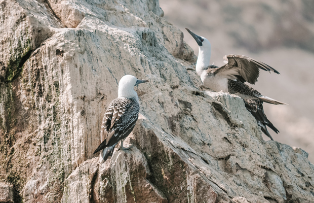 Ilhas Ballestas, em Paracas