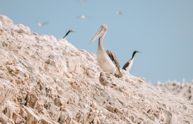 Ilhas Ballestas, em Paracas