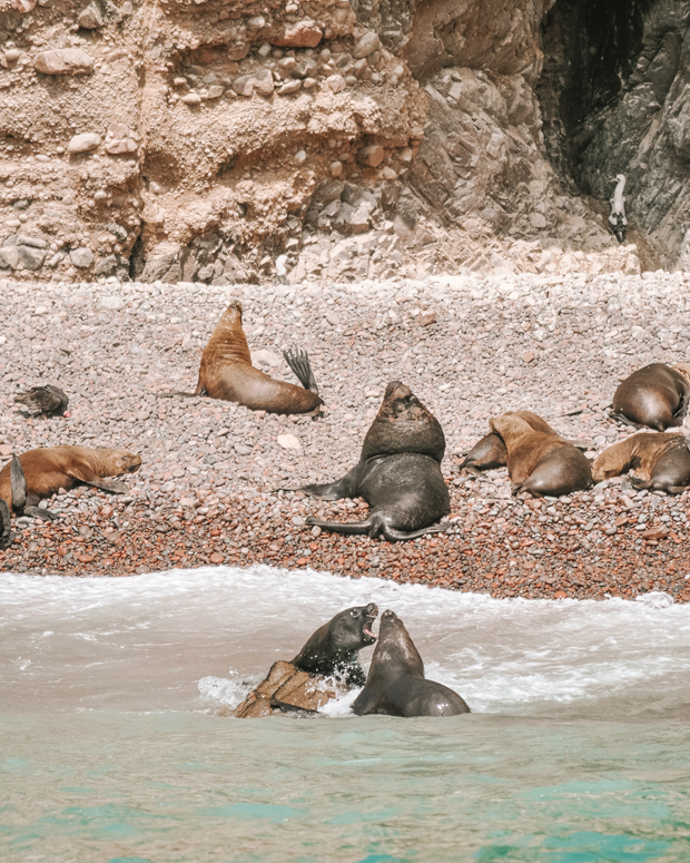 Ilhas Ballestas, em Paracas