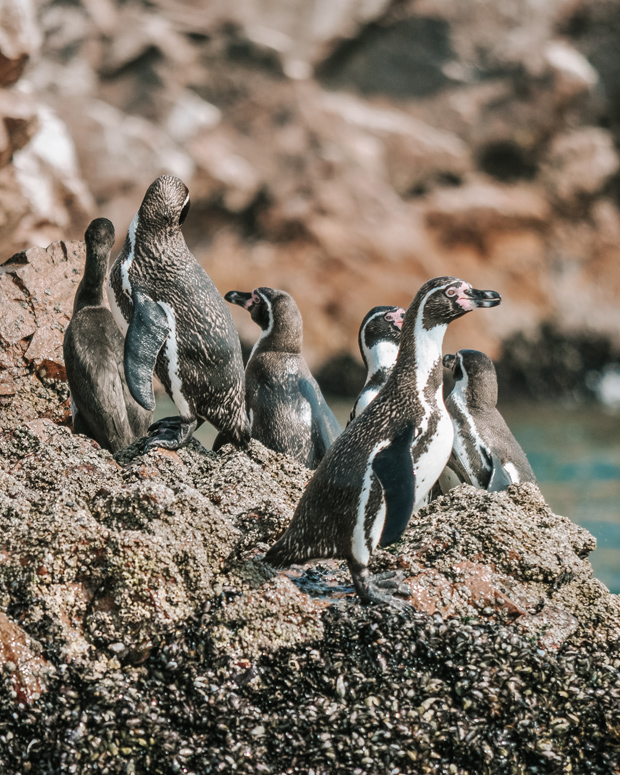 Ilhas Ballestas, em Paracas