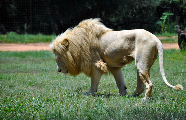visitar o Lion Park