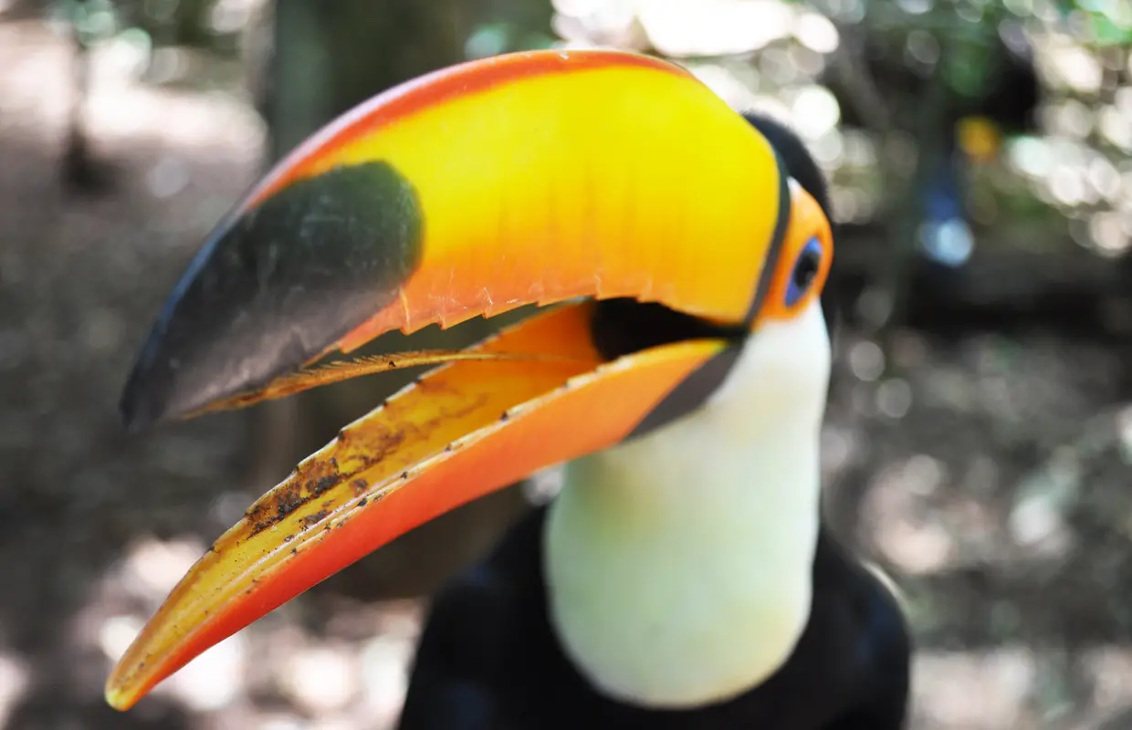 fazer em Foz do Iguaçu