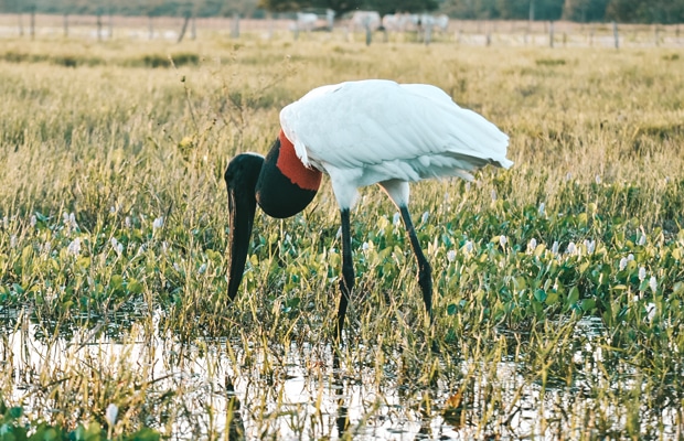 Transpantaneira: a estrada que cruza o Pantanal do Mato Grosso