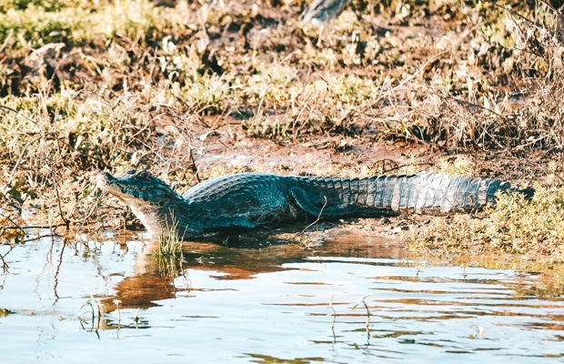 Transpantaneira: a estrada que cruza o Pantanal do Mato Grosso