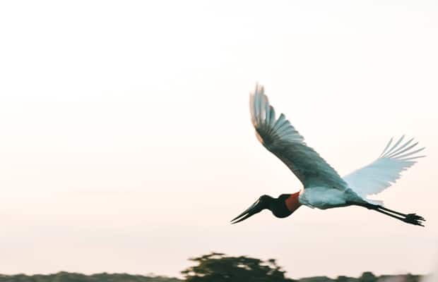 Transpantaneira: a estrada que cruza o Pantanal do Mato Grosso