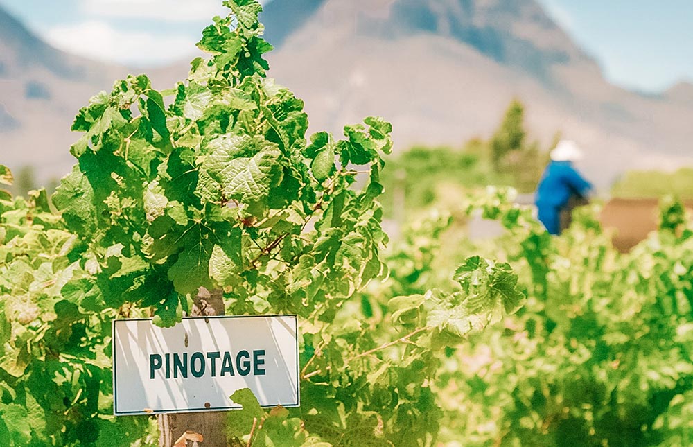 Vinícolas de Cape Town