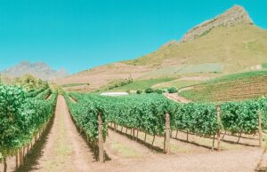 Vinícolas de Cape Town