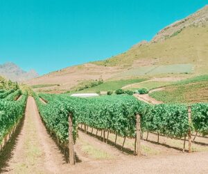 Vinícolas de Cape Town
