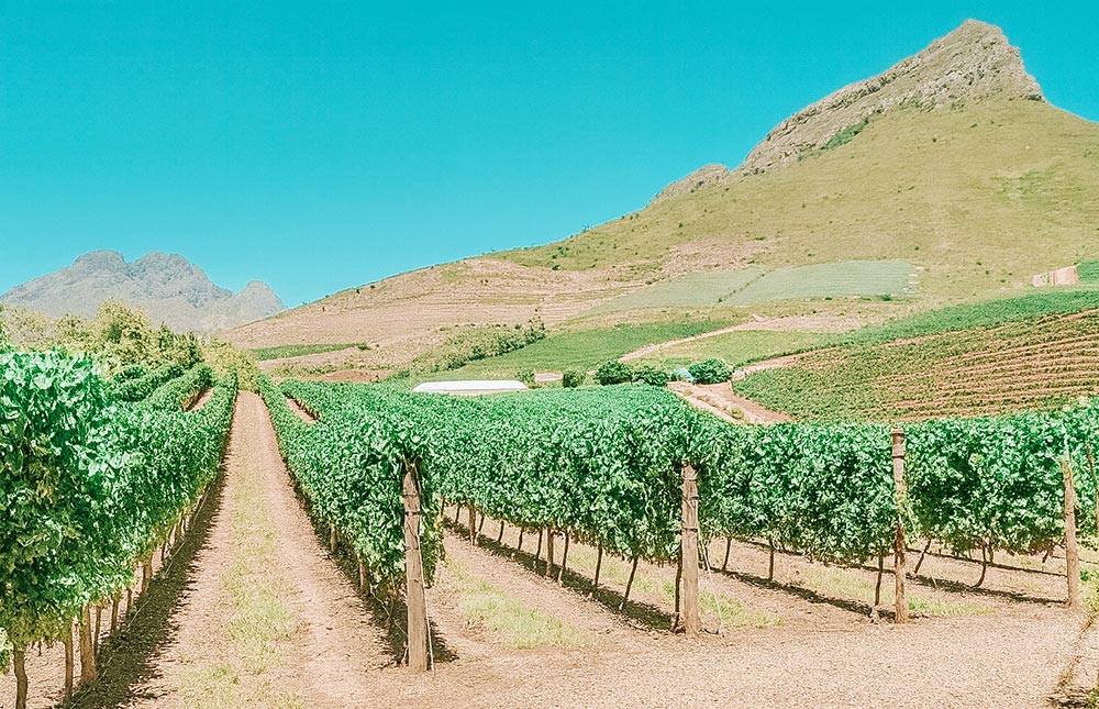 Vinícolas de Cape Town