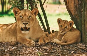 Lion and Safari Park