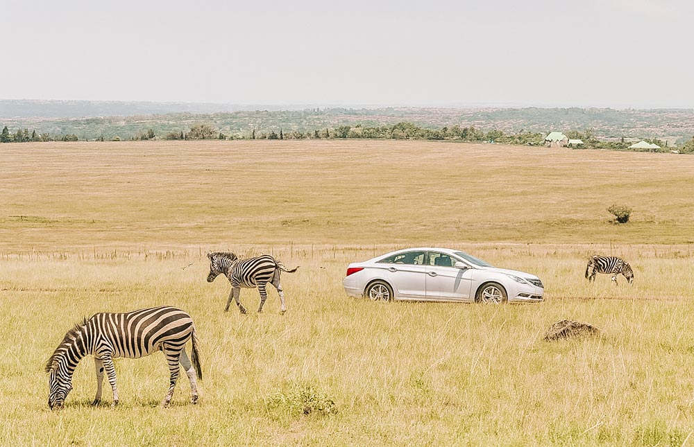 Lion & Safari Park 