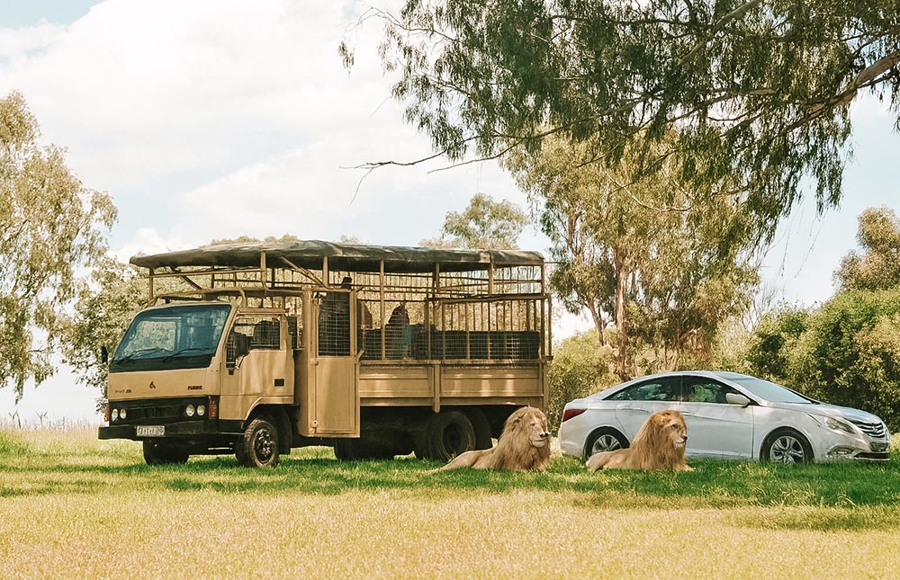 Lion & Safari Park