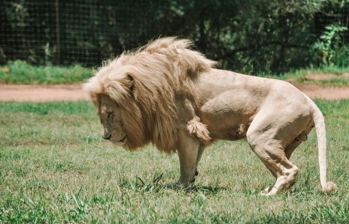 Lion and Safari Park