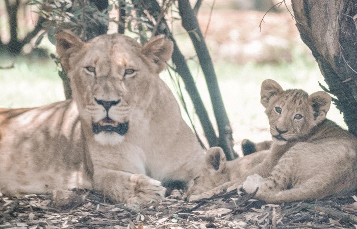 Lion and Safari Park