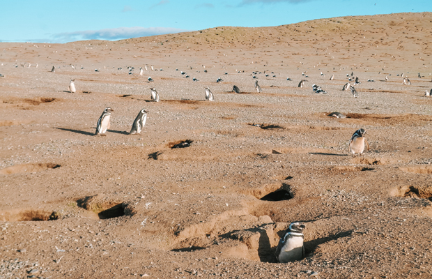 Isla Magdalena