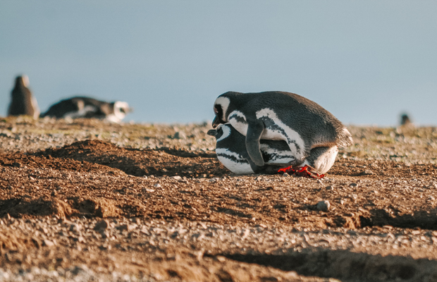 Isla Magdalena: o paraíso dos pinguins pertinho de Punta Arenas, no Chile