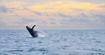 Como é avistar baleias em Abrolhos: quando ir, como chegar e onde ficar
