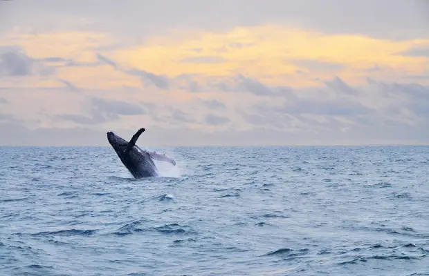 Como é avistar baleias em Abrolhos