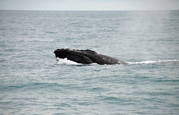 Como é avistar baleias em Abrolhos