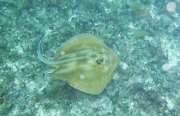 mergulho-em-abrolhos-07