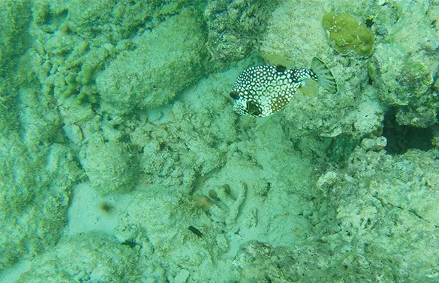 O imperdível passeio de catamarã em Barbados