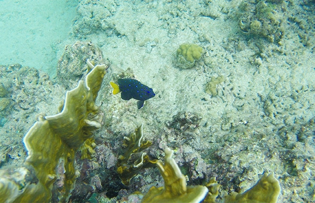 O imperdível passeio de catamarã em Barbados