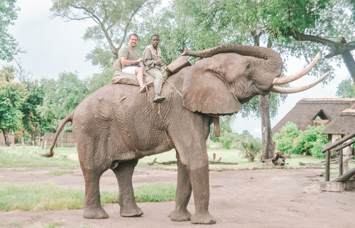 Safári no sul da África