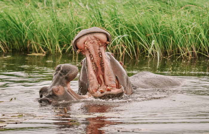 Safári no Chobe National Park