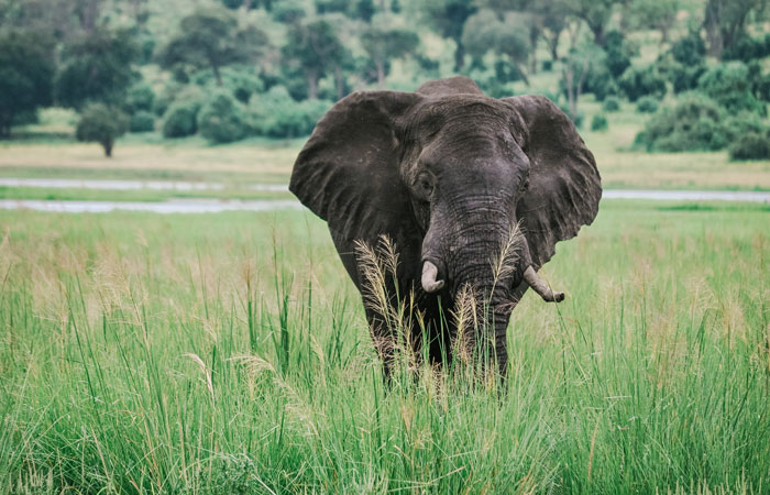 Safári no Chobe National Park