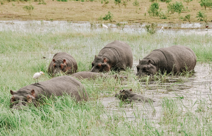 Safári no sul da África