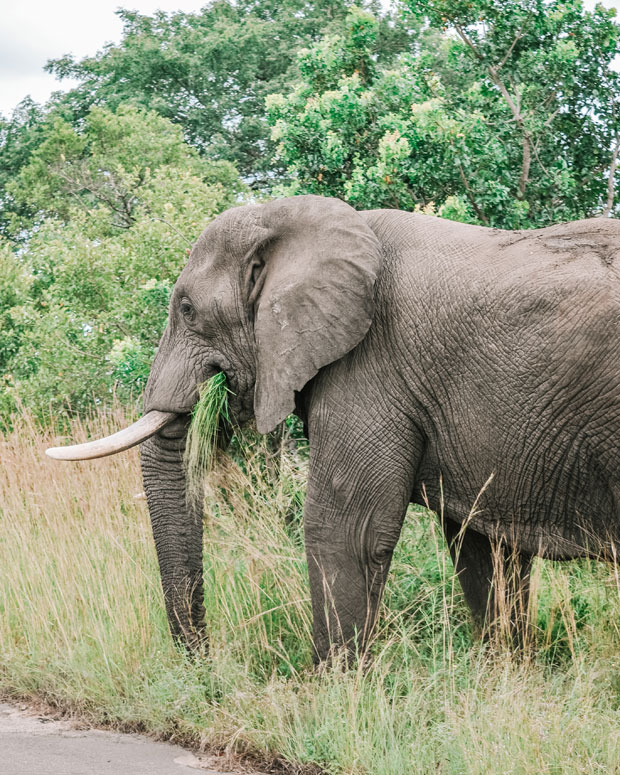 Safári no Chobe National Park