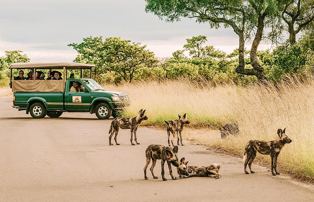 Safári no Kruger Park