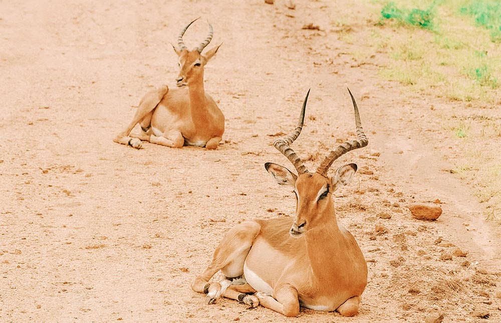 dicas de safári na África do Sul