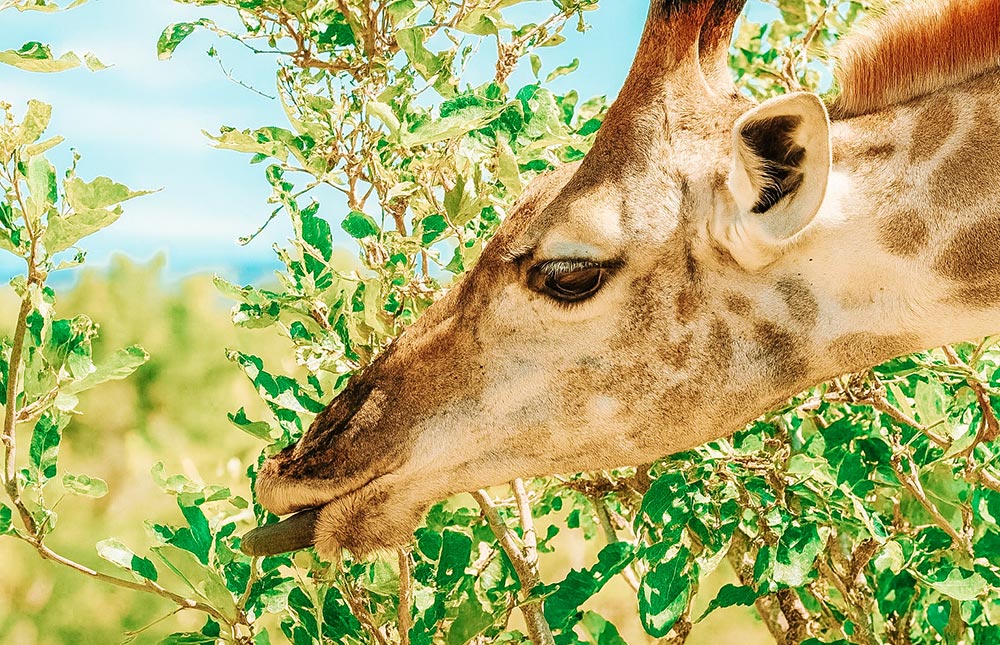 Safári no Kruger Park