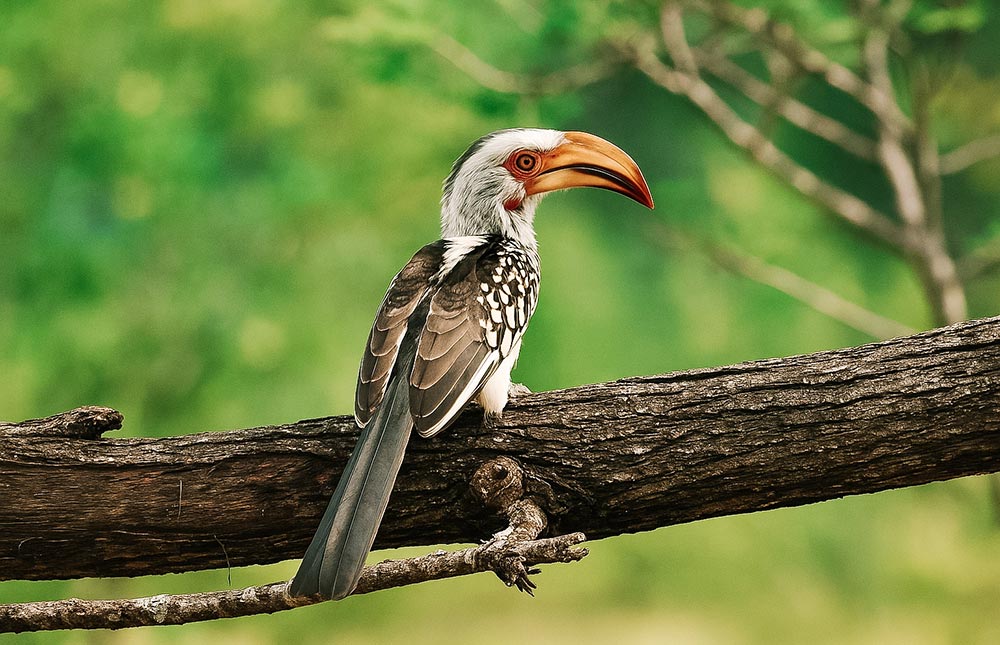 preços do Kruger Park
