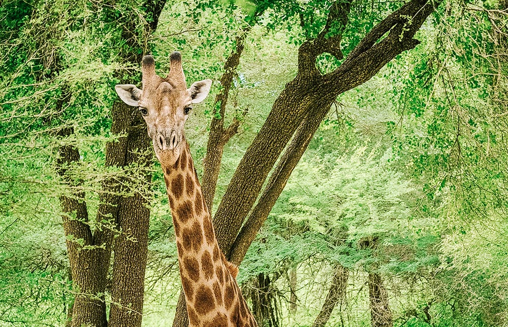 Kruger National Park