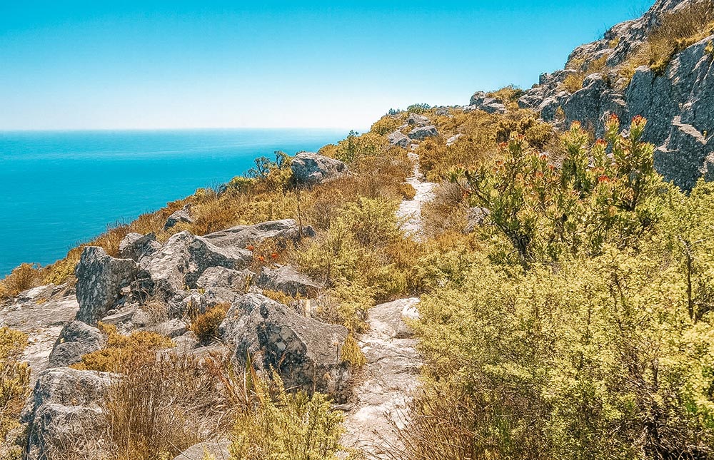trilhas na Table Mountain