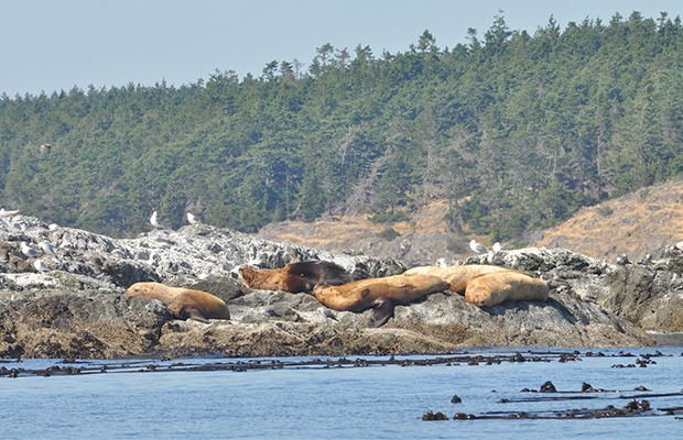 Dez coisas para fazer em Vancouver e arredores