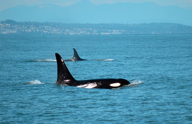 Dez coisas para fazer em Vancouver e arredores