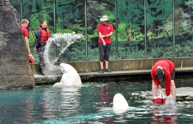 Dez coisas para fazer em Vancouver e arredores