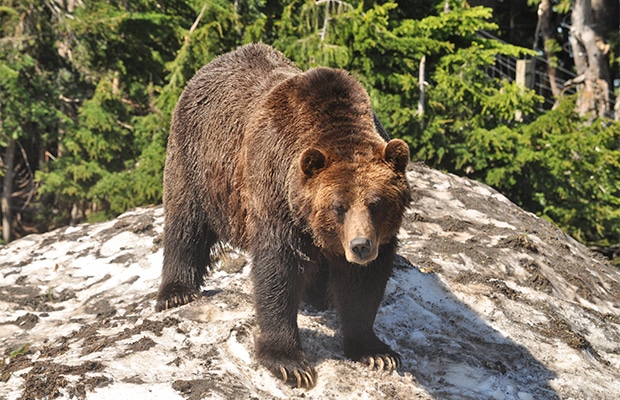 Dez coisas para fazer em Vancouver e arredores