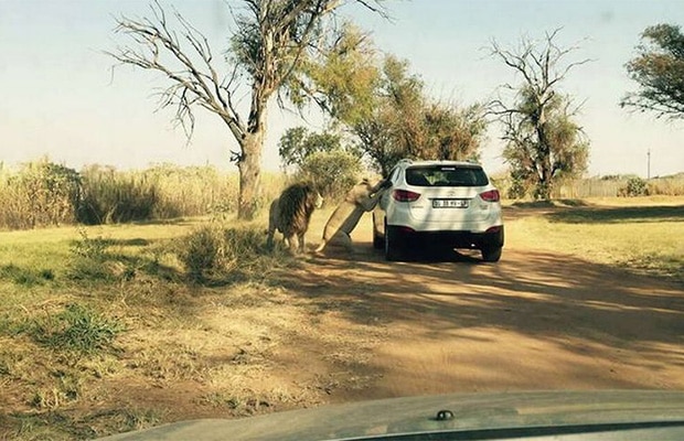 Os piores acidentes em safáris da África do Sul