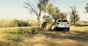 Os piores acidentes em safáris da África do Sul