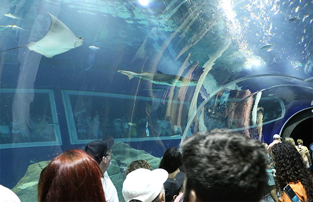 AquaRio: uma visita ao aquário do Rio de Janeiro