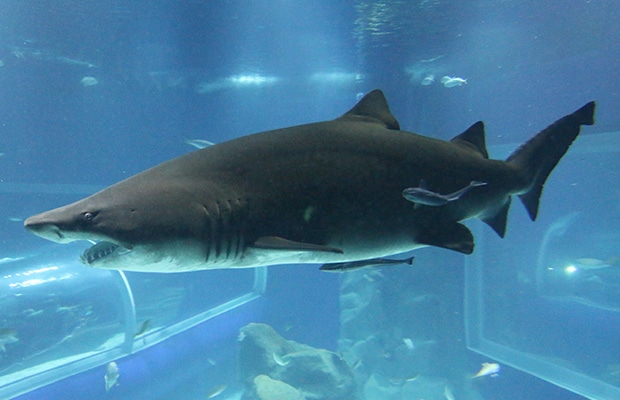 AquaRio: uma visita ao aquário do Rio de Janeiro