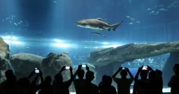 AquaRio: uma visita ao espetacular aquário do Rio de Janeiro AquaRio: uma visita ao aquário do Rio de Janeiro