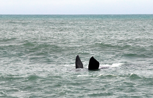 O avistamento de baleias em Santa Catarina